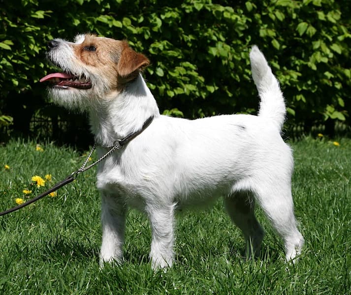 JOLLY-DOGS-JACK-RUSSELL, CC BY-SA 3.0 <https://creativecommons.org/licenses/by-sa/3.0>, via Wikimedia Commons