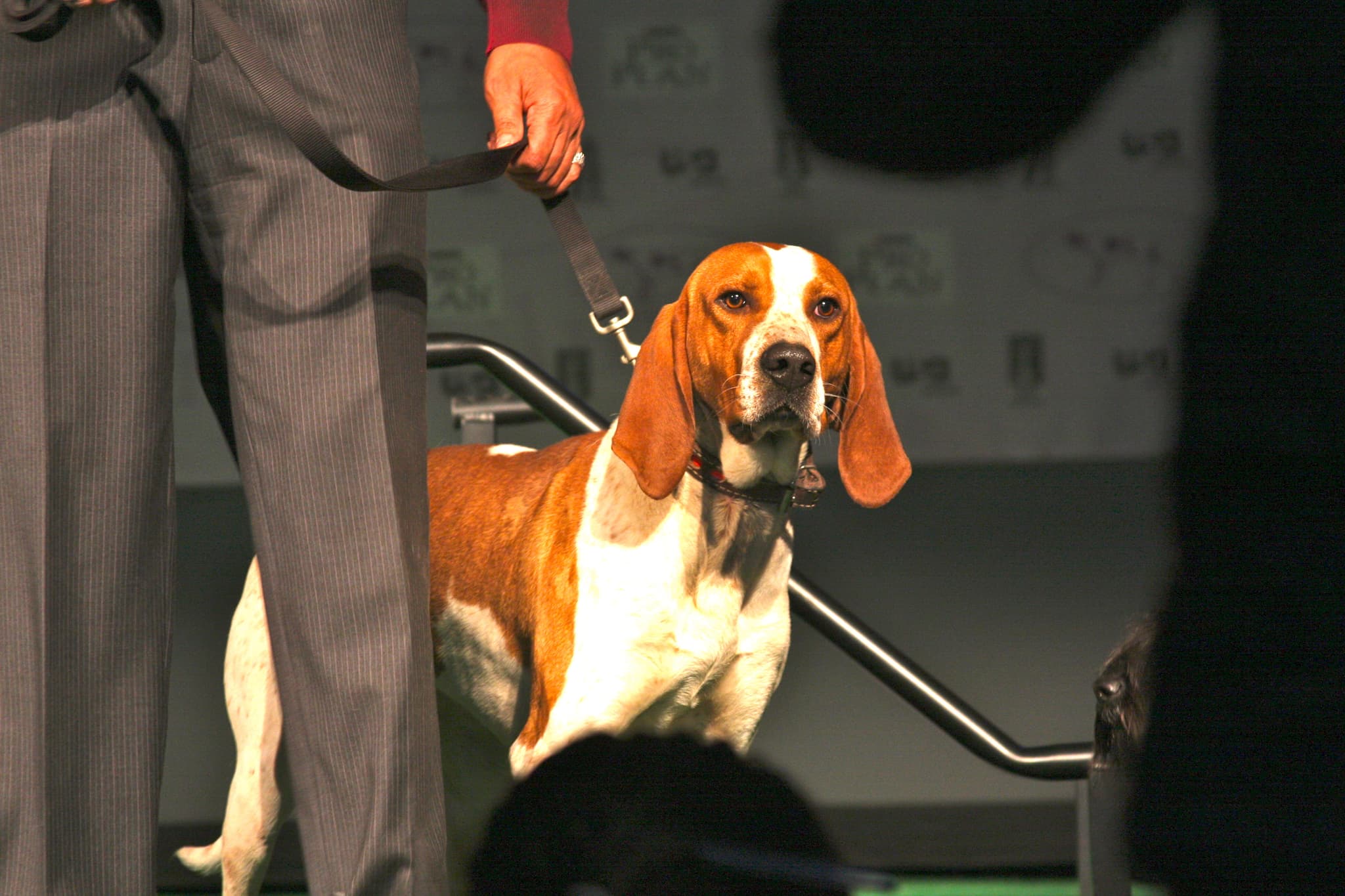 Pets Adviser, CC BY 2.0 <https://creativecommons.org/licenses/by/2.0>, via Wikimedia Commons