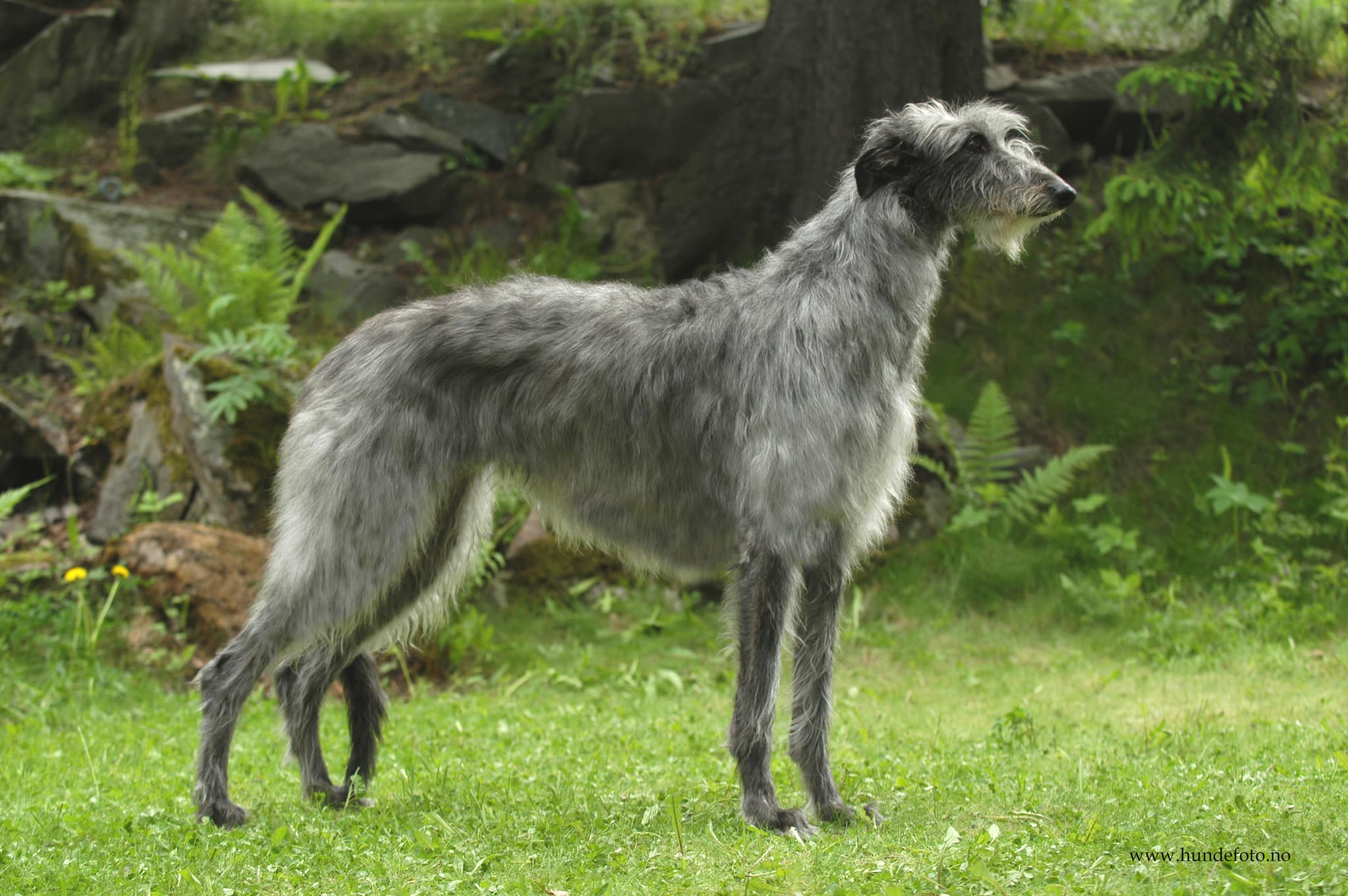 Sisteskrik, CC BY-SA 3.0 <https://creativecommons.org/licenses/by-sa/3.0>, via Wikimedia Commons