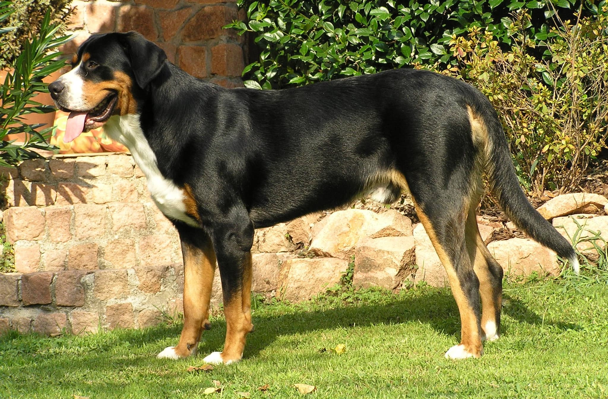 Swissy.JPG: KIKKUZZO88derivative work: Pleple2000, Public domain, via Wikimedia Commons