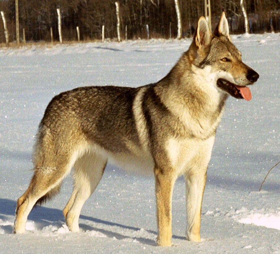Margo-CzW, CC BY-SA 3.0 <http://creativecommons.org/licenses/by-sa/3.0/>, via Wikimedia Commons