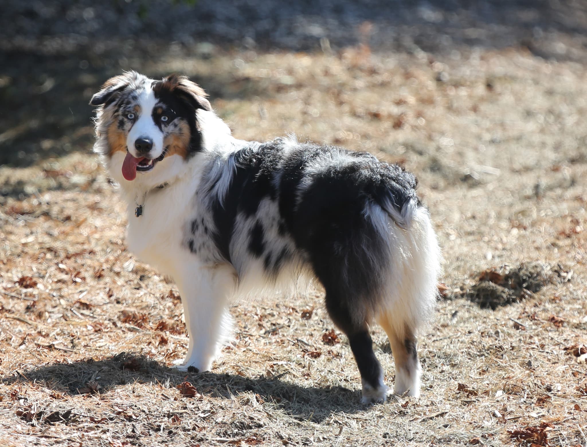 GizaDog, CC BY-SA 3.0 <https://creativecommons.org/licenses/by-sa/3.0>, via Wikimedia Commons