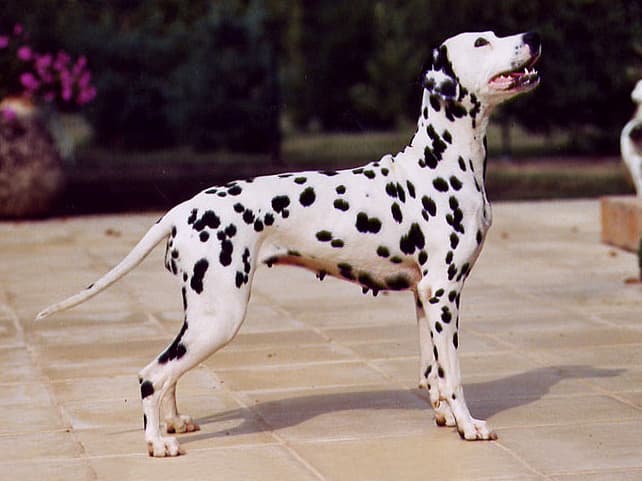 Le dalmatien, CC BY-SA 3.0 <https://creativecommons.org/licenses/by-sa/3.0>, via Wikimedia Commons
