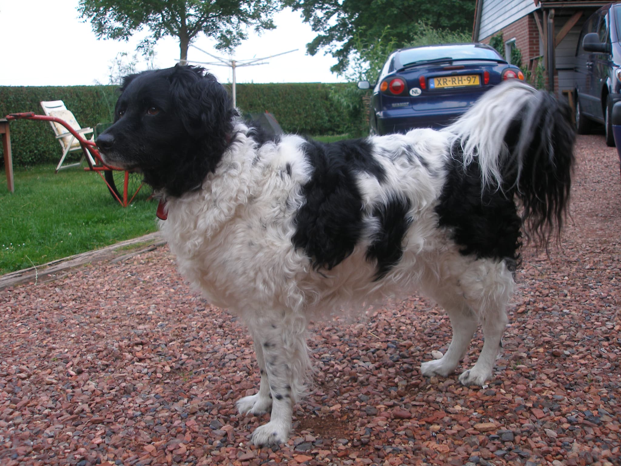Sjoerd.klaveringa at nl.wikipedia, CC BY-SA 2.5 NL <https://creativecommons.org/licenses/by-sa/2.5/nl/deed.en>, via Wikimedia Commons