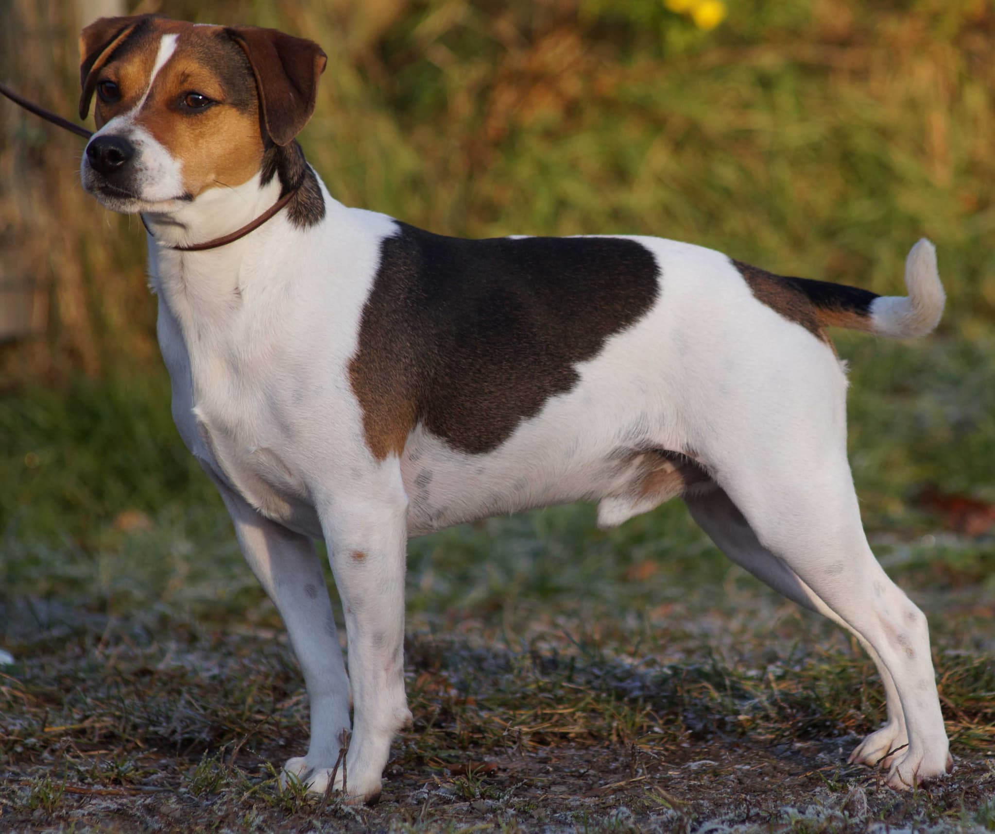 Danish-swedish farmdog, CC BY-SA 4.0 <https://creativecommons.org/licenses/by-sa/4.0>, via Wikimedia Commons