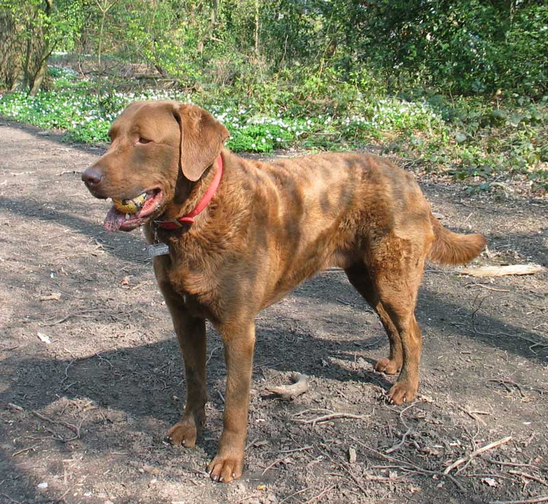 Nevilley, CC BY-SA 3.0 <http://creativecommons.org/licenses/by-sa/3.0/>, via Wikimedia Commons