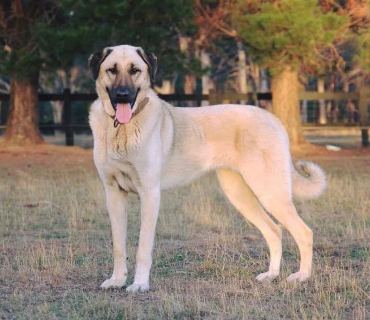 Kangalshepherddog, CC BY-SA 4.0 <https://creativecommons.org/licenses/by-sa/4.0>, via Wikimedia Commons
