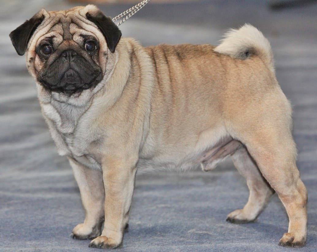 Mops_oct09.jpg: Dagur Brynjólfsson from Hafnarfjordur, Iceland;derivative work: Anka Friedrich, CC BY-SA 2.0 <https://creativecommons.org/licenses/by-sa/2.0>, via Wikimedia Commons