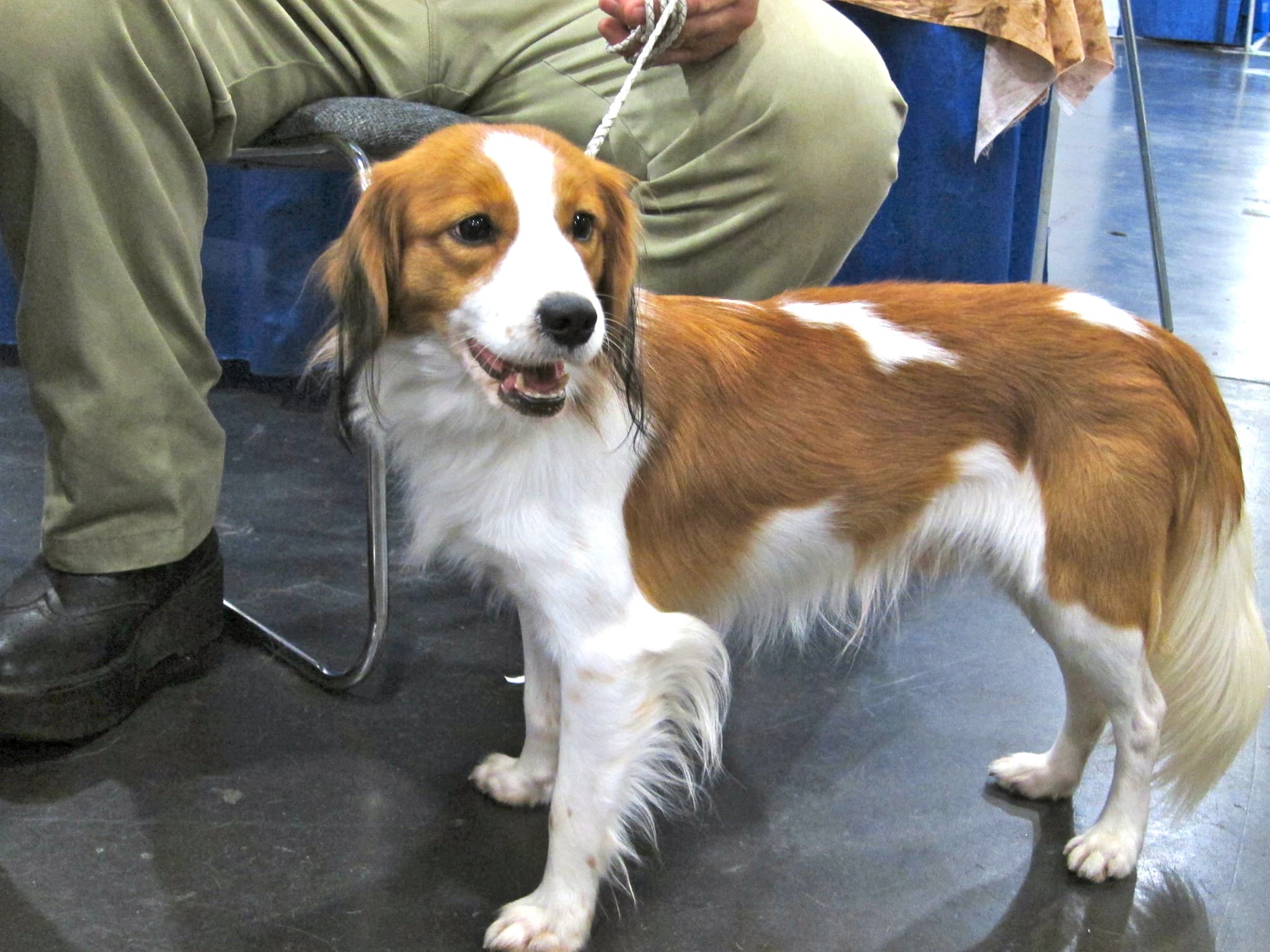 Pets Adviser from Brooklyn, USA, CC BY 2.0 <https://creativecommons.org/licenses/by/2.0>, via Wikimedia Commons