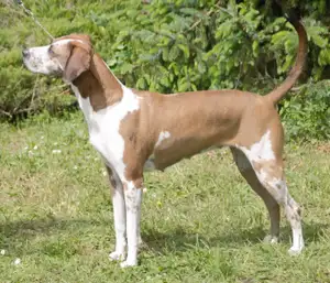 American Leopard Hound