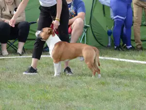 American Staffordshire Terrier