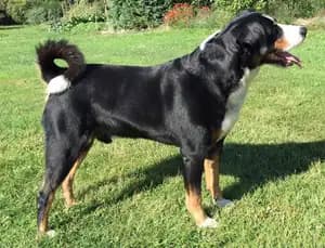 Appenzeller Sennenhond