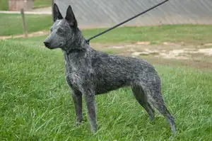 Australische Stumpy Tail Cattle Dog