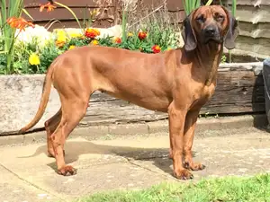 Beierse Mountain Scent Hound