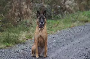 Belgische Herder