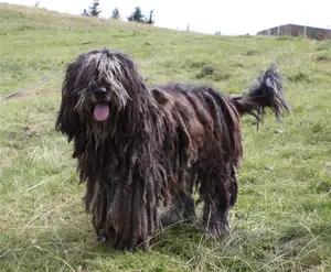 Bergamasco Herdershond