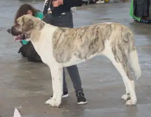 Cão de Gado Transmontano