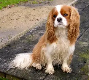 Cavalier King Charles Spaniël