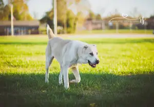 Centraal-Aziatische Herderhond