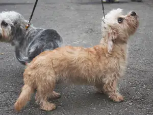 Dandie Dinmont Terrier