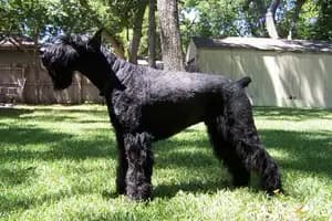 German Giant Schnauzer