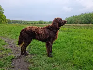 German Longhaired Pointer
