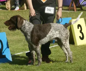 German Wirehaired Pointer