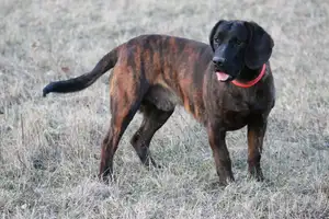 Hannoverian Scenthound