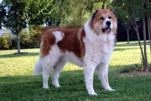 Kaukasische Herderhond