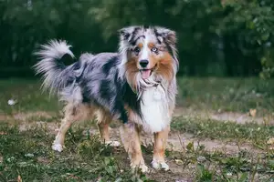 Miniature American Shepherd