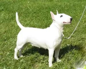 Miniatuur Bull Terrier