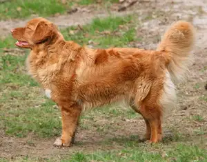 Nova Scotia Eend Tolling Retriever