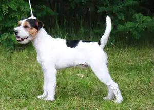 Parson Russell Terrier