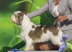 Petit Basset Griffon Vendéen