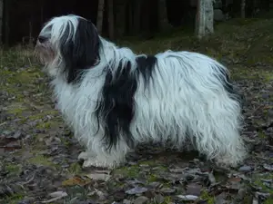 Poolse Lowland Sheepdog
