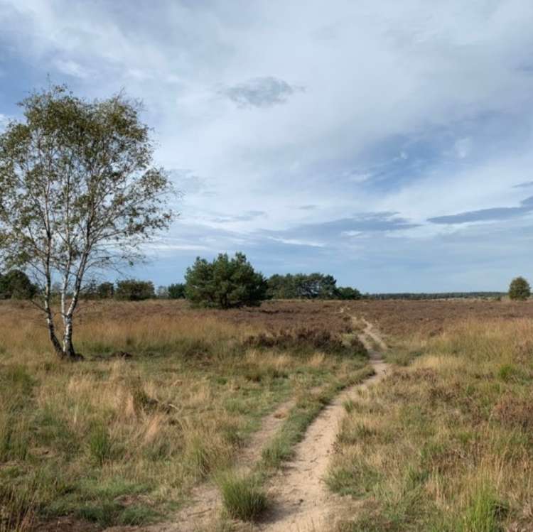 Rozendaalse Veld