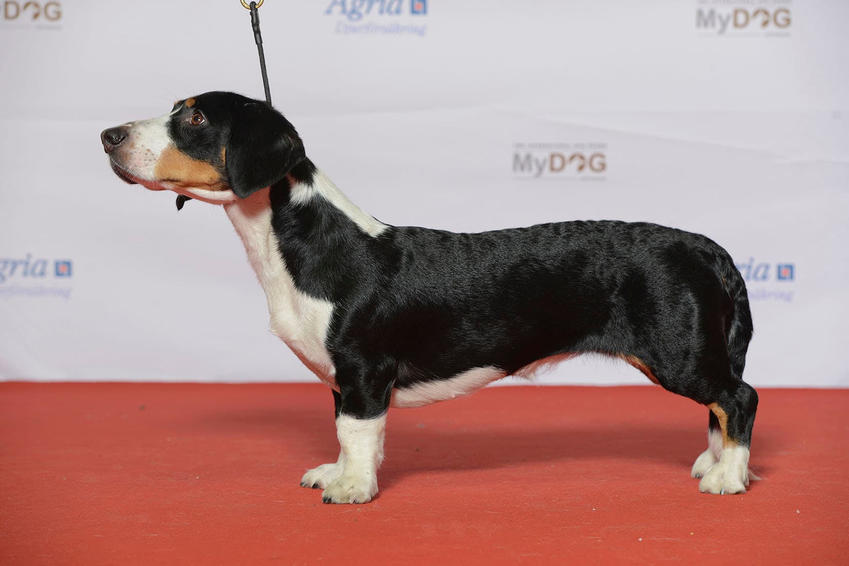 Svenska Mässan from Sweden, CC BY 2.0 <https://creativecommons.org/licenses/by/2.0>, via Wikimedia Commons Svenska Mässan from Sweden, CC BY 2.0 <https://creativecommons.org/licenses/by/2.0>, via Wikimedia Commons