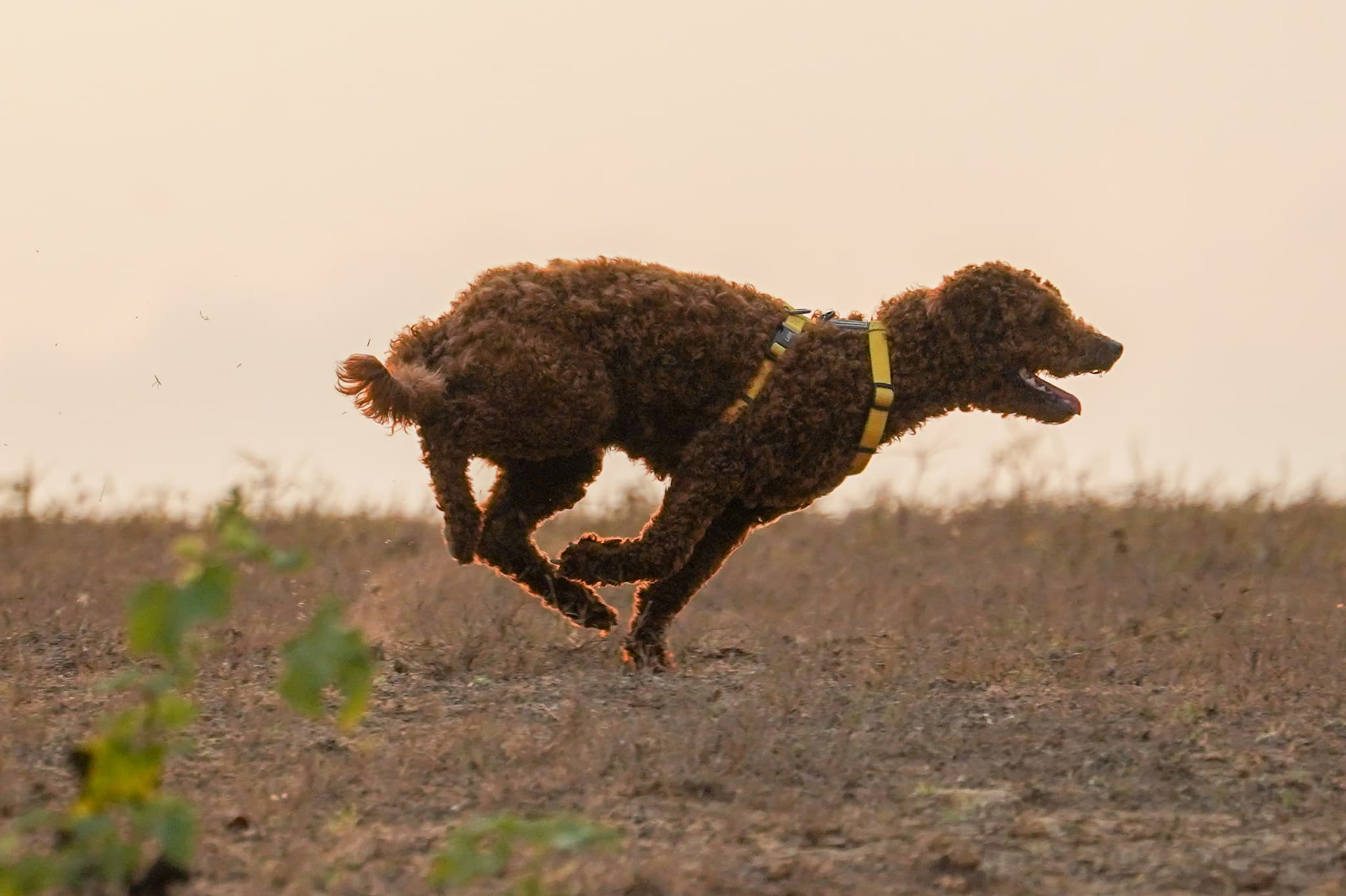 This Photo was taken by Timothy A. Gonsalves.  Feel free to use my photos, but please mention me as the author.  I would much appreciate if you send me an email tagooty@gmail.com or write on my talk page, for my information.  Please contact me before commercial use.Please do not upload an edited image here without consulting me.  I would like to make corrections only at my own source to ensure that the changes improve the image and are preserved.Otherwise you may upload an edited image with a new name. Please use one of the templates derivative or extract., CC BY-SA 4.0 <https://creativecommons.org/licenses/by-sa/4.0>, via Wikimedia Commons This Photo was taken by Timothy A. Gonsalves.  Feel free to use my photos, but please mention me as the author.  I would much appreciate if you send me an email tagooty@gmail.com or write on my talk page, for my information.  Please contact me before commercial use.Please do not upload an edited image here without consulting me.  I would like to make corrections only at my own source to ensure that the changes improve the image and are preserved.Otherwise you may upload an edited image with a new name. Please use one of the templates derivative or extract., CC BY-SA 4.0 <https://creativecommons.org/licenses/by-sa/4.0>, via Wikimedia Commons